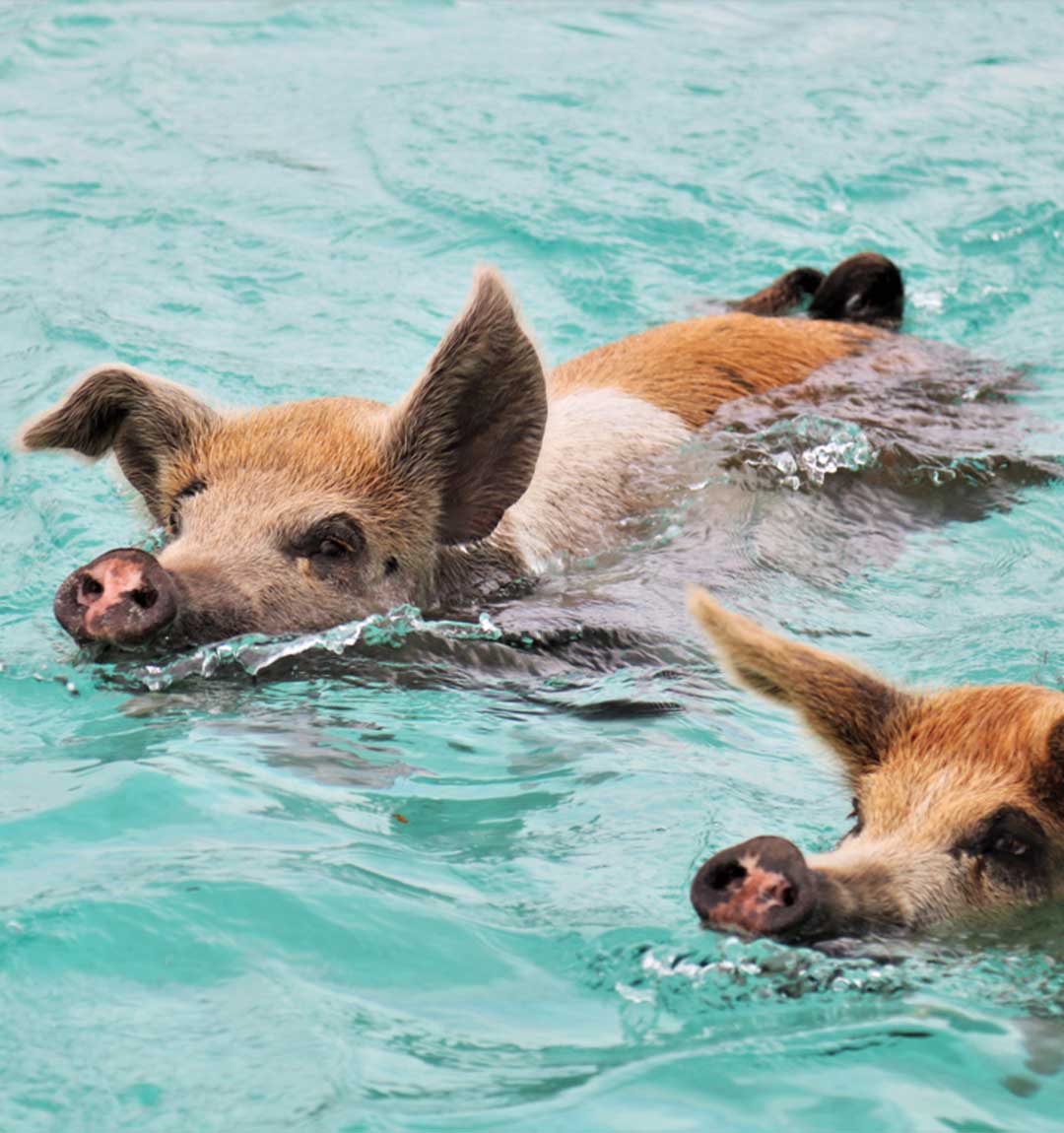 Swimming pigs wading in shallow water at Big Major Cay