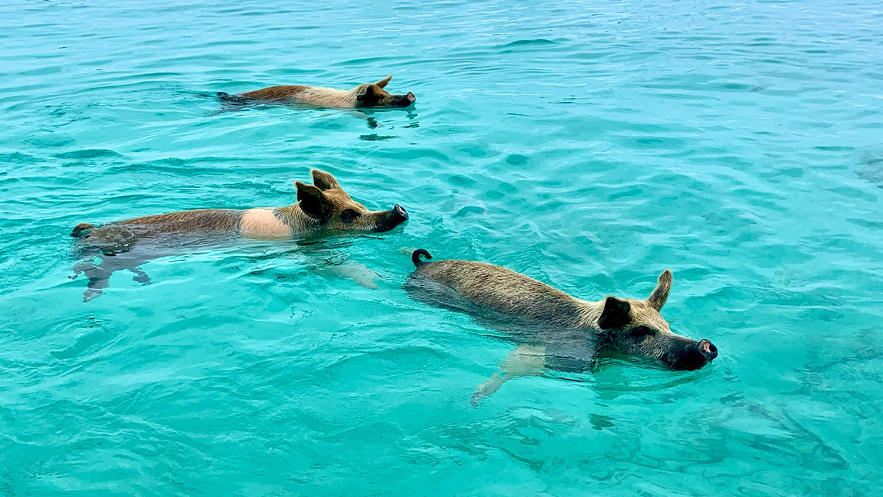 Three pigs swimming in clear turquoise water at Pig Beach